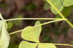 Great yellow woodsorrel